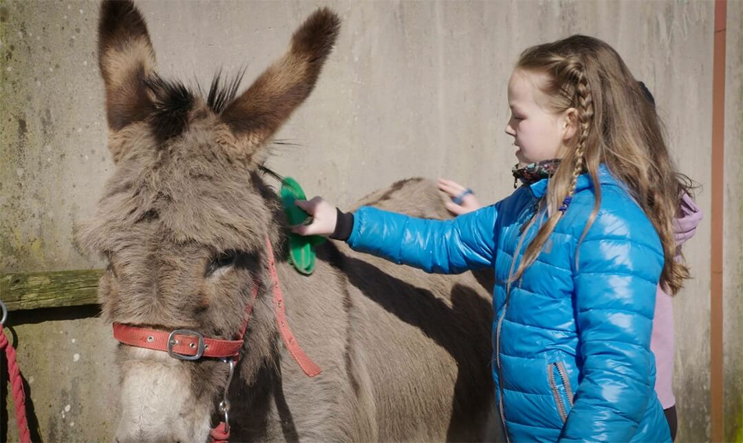 A girl wearing a blue coat is brushing a donkey
